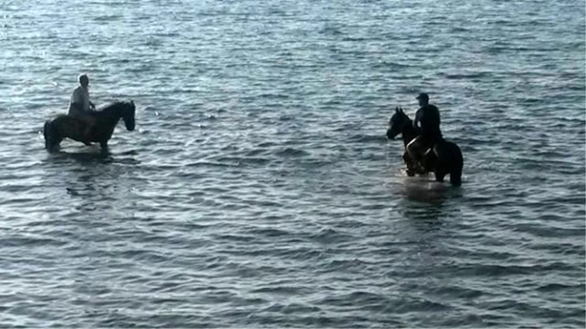 Cide\'de Denize Giren Atlar İlgi Odağı Oldu