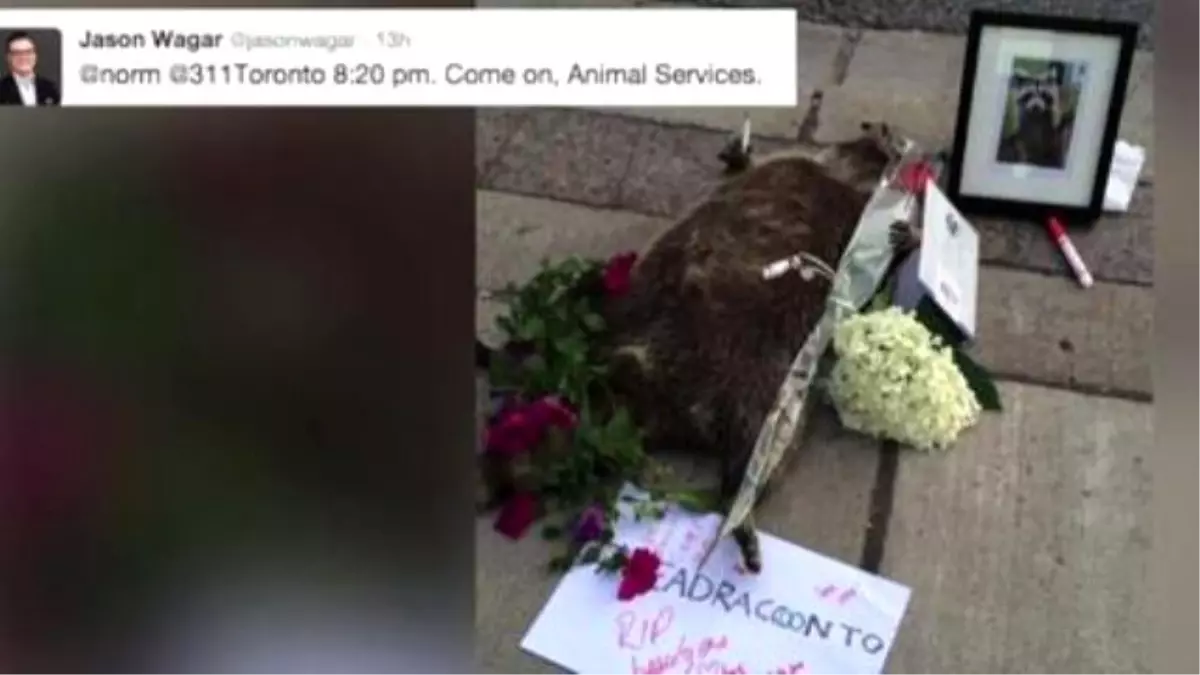 Dead Raccoon Mourned İn Toronto And Takes Over Twitter