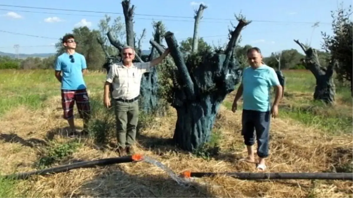 Edremitli Fidancı Anıtlatmış Zeytin Ağaçlarına Sahip Çıktı