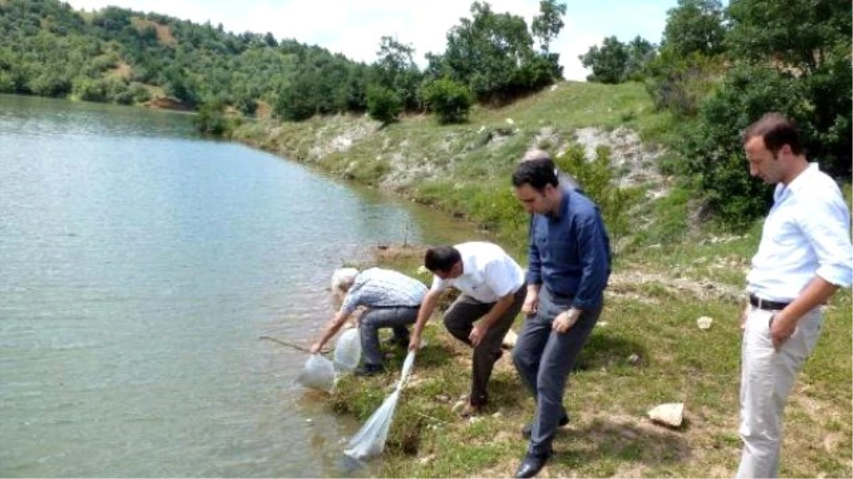 Kastamonu\'da 5 Gölete 119 Bin Sazan Bırakıldı