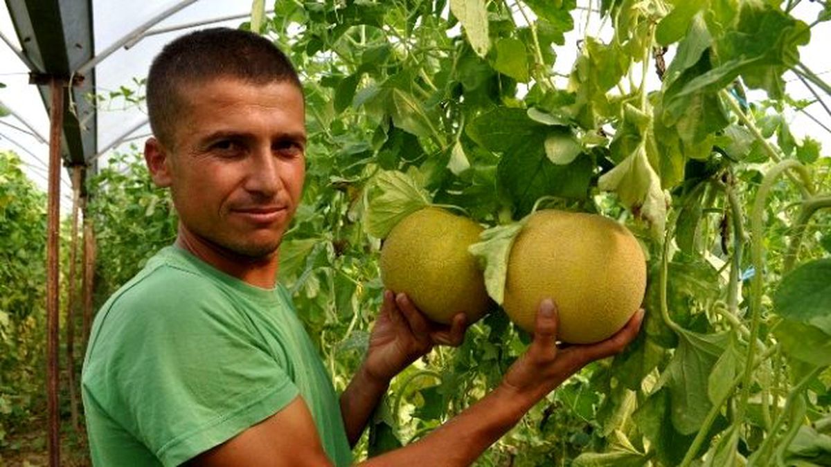 Para Etmeyince Silifke'de Karpuz ve Kavun Tarlada Çürümeye Terk Edildi