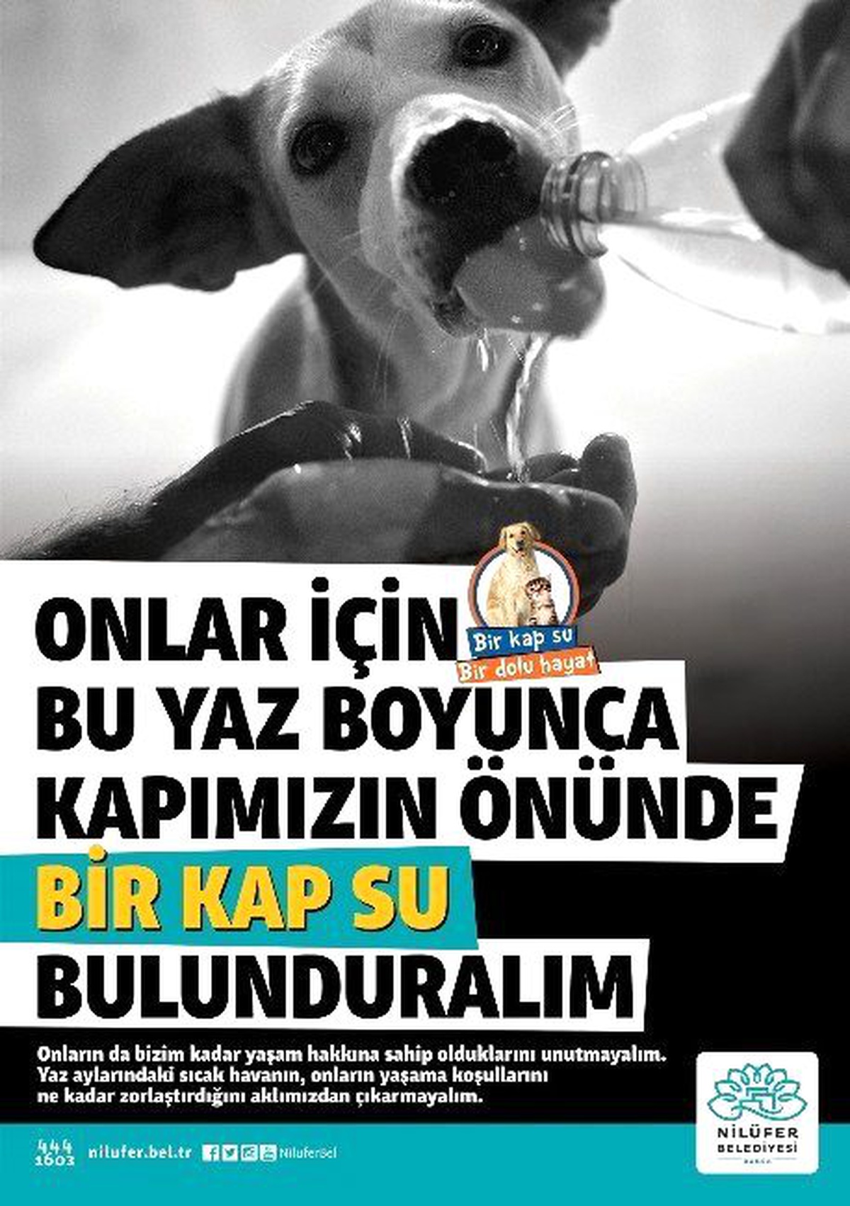 Sokak Hayvanları İçin Bir Kap Su Kampanyası