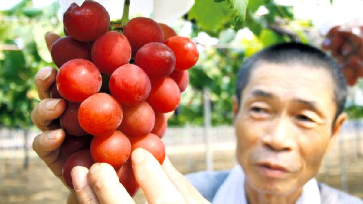 Bu Üzümlerin Tanesi 315 Dolar