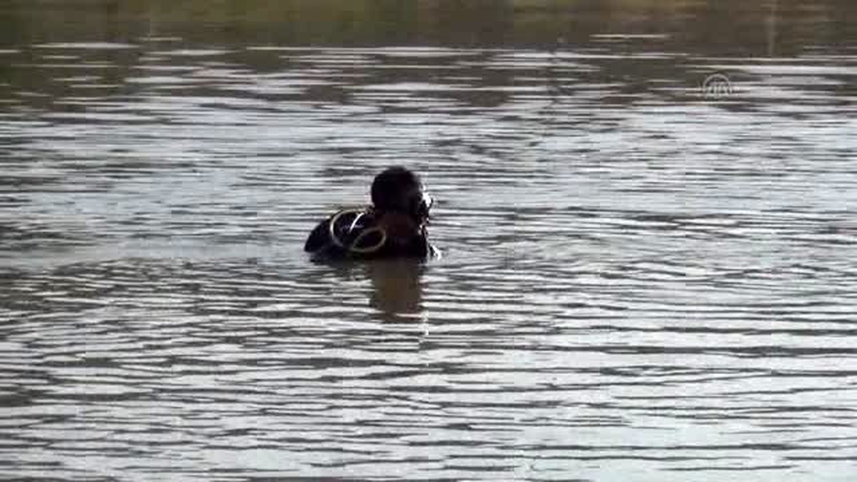 Serinlemek İçin Girdiği Dicle Nehri\'nde Kayboldu