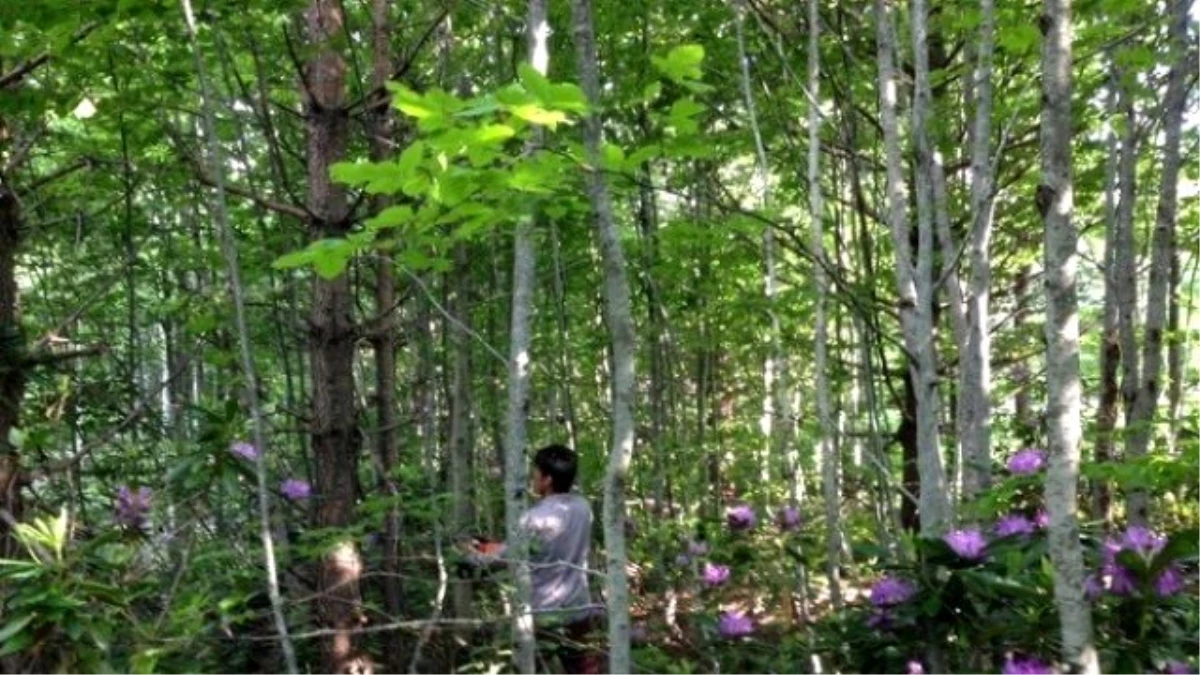 Gölyaka\'da Ormanda Sıklık Bakımı Çalışmalarına Hız Verildi