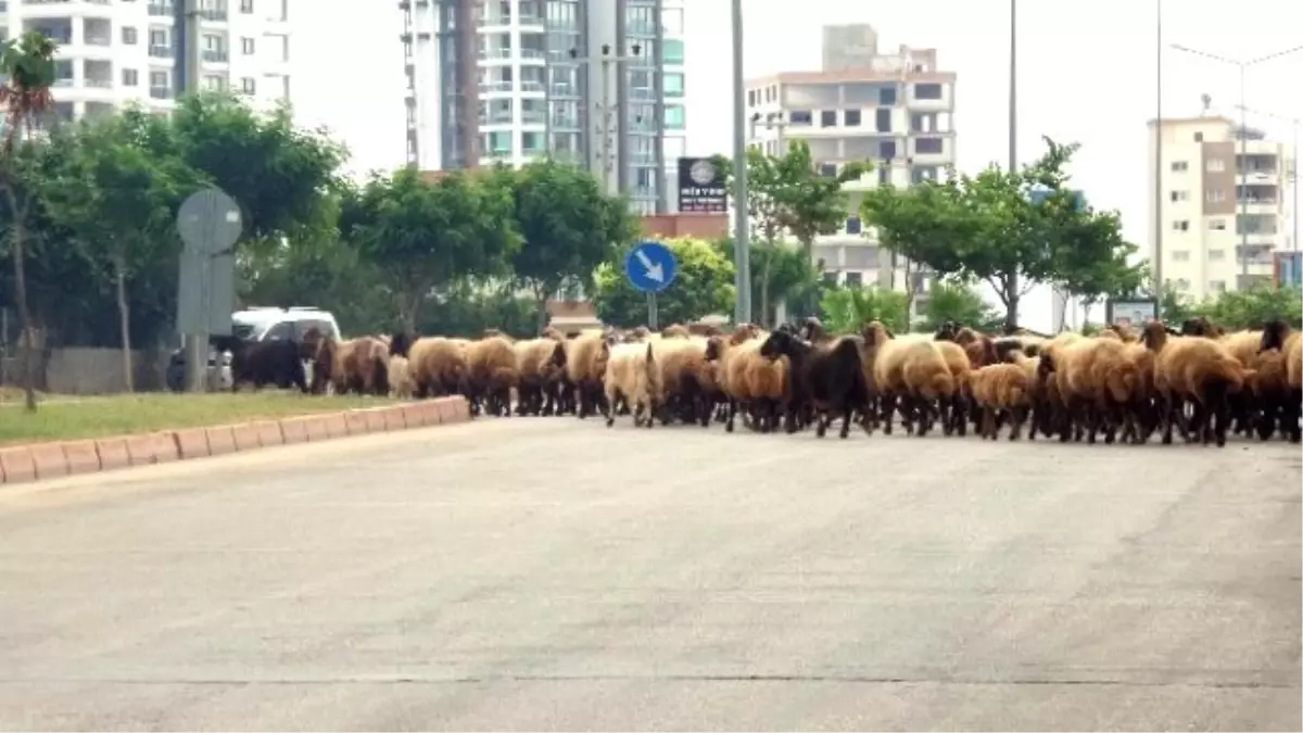 Mersin\'de Kent İçinde Kümes ve Ahırda Hayvan Besleyenlere Cezai İşlem