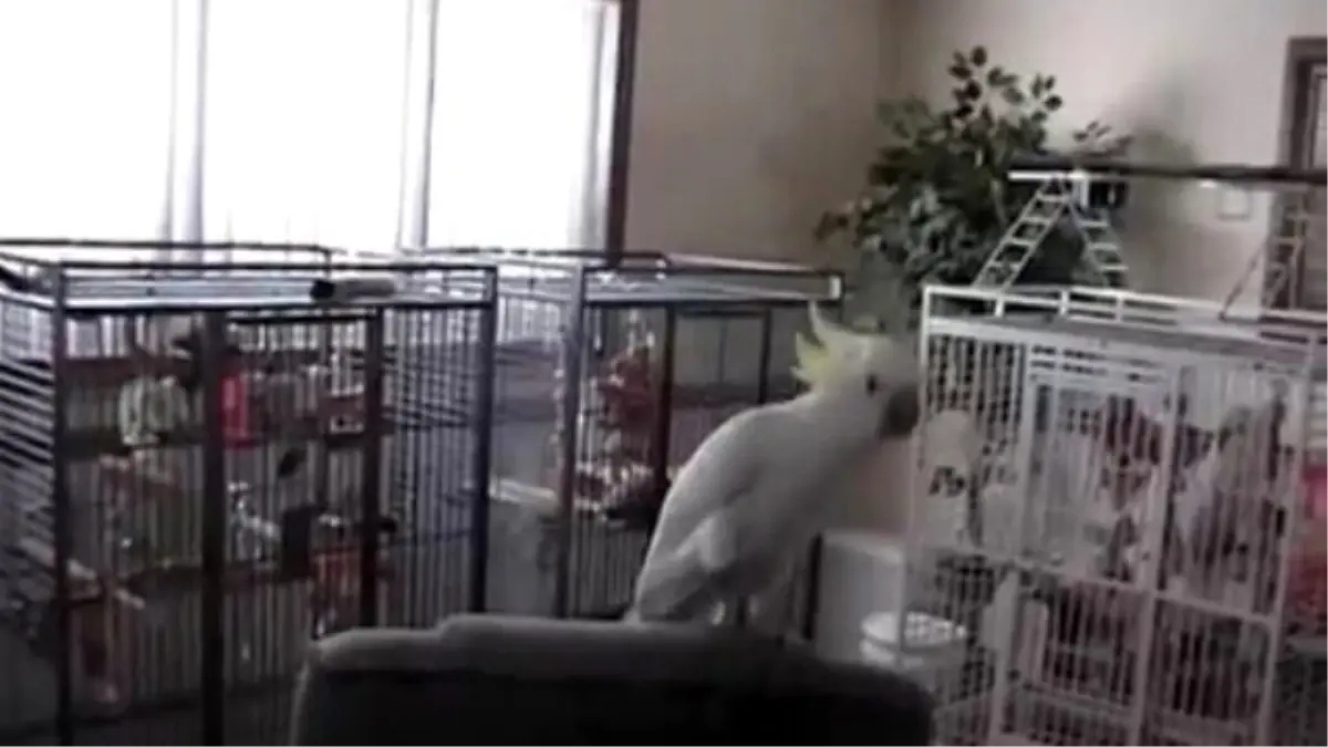 Müziğin Ritmine Kendi Tamamen Kaptıran Papağan