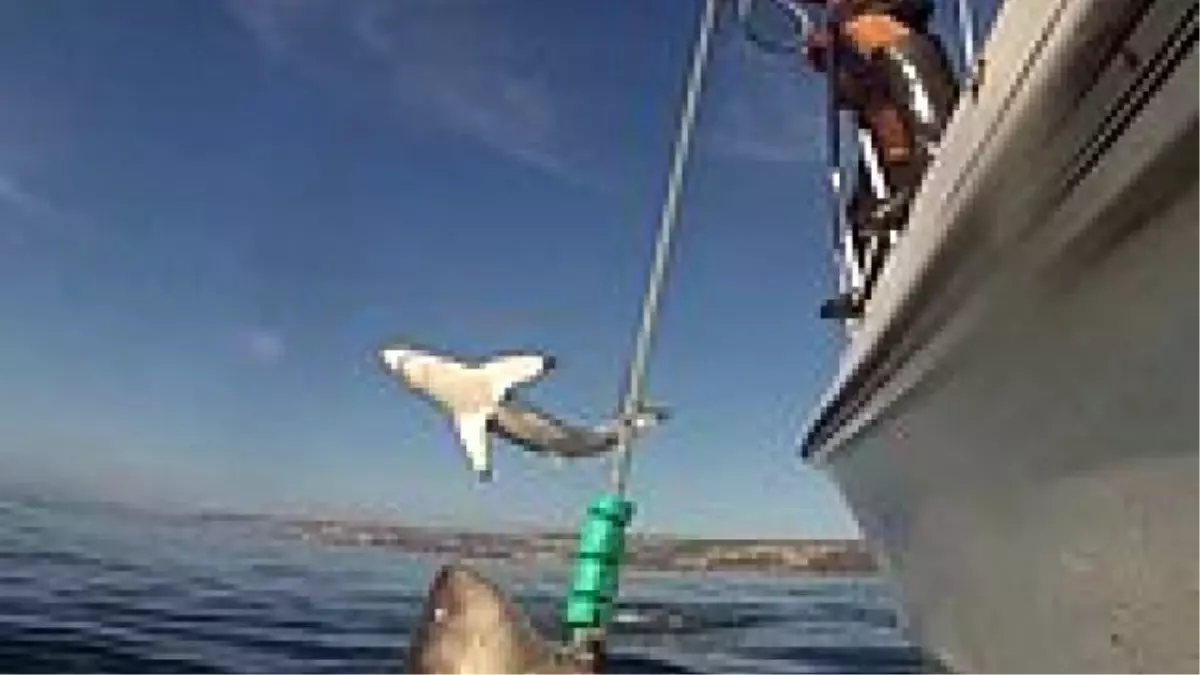 Sudan Metrelerce Yukarıya Uçarak Güç Gösterisi Yapan Köpek Balığı