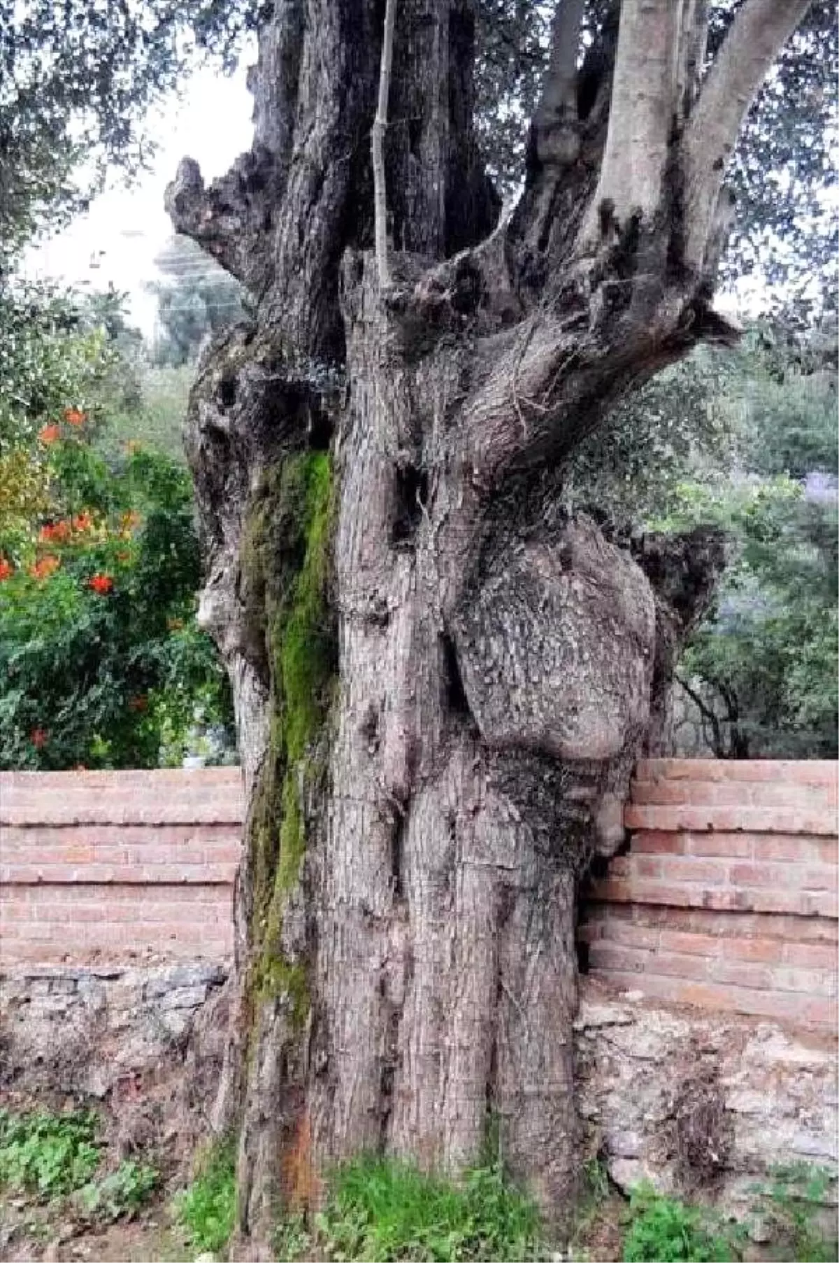 2 Bin Yıllık Zeytinler Kültür Turizmine Kazandırılacak