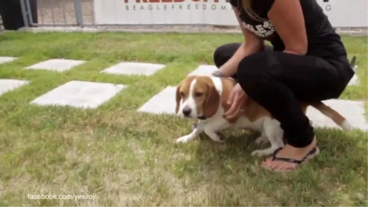 Laboratuvardan Kurtarılıp İlk Defa Gün Işığı Gören Köpekler