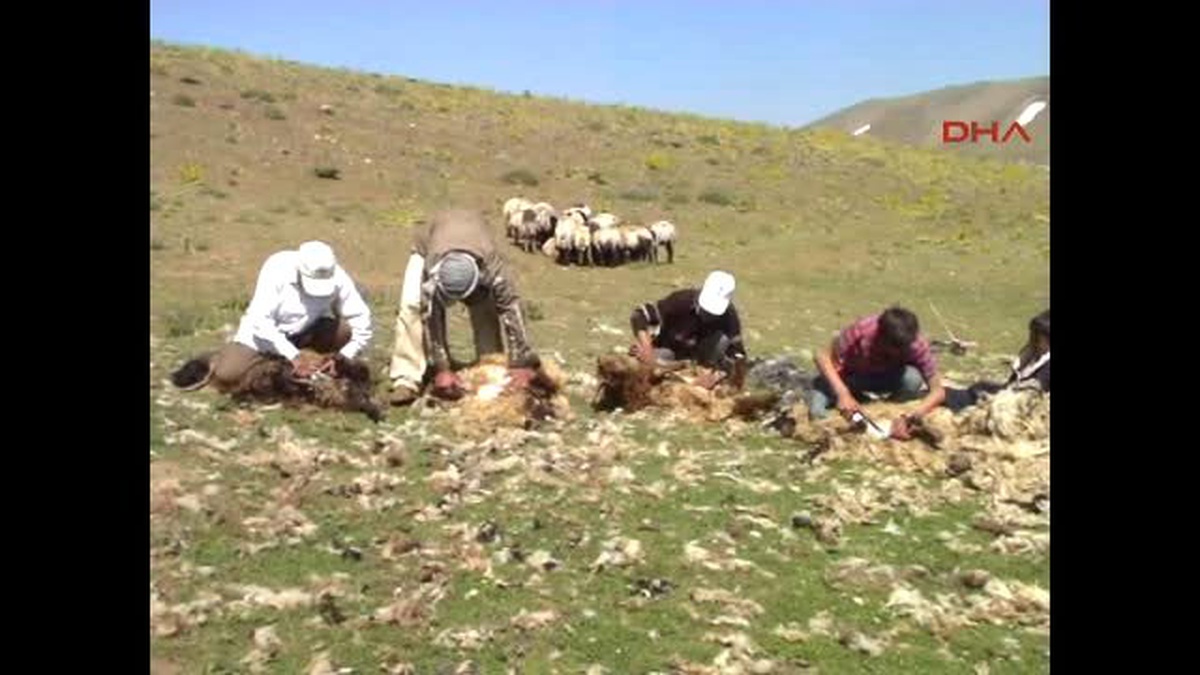 Muş Yaylaya Çıkan Hayvan Sahipleri Yünleri Satmaya Başladı