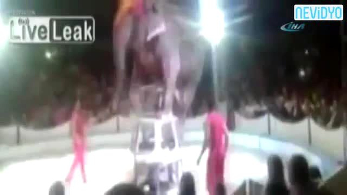Tonlarca Ağırlıktaki Fil Yere Böyle Düştü