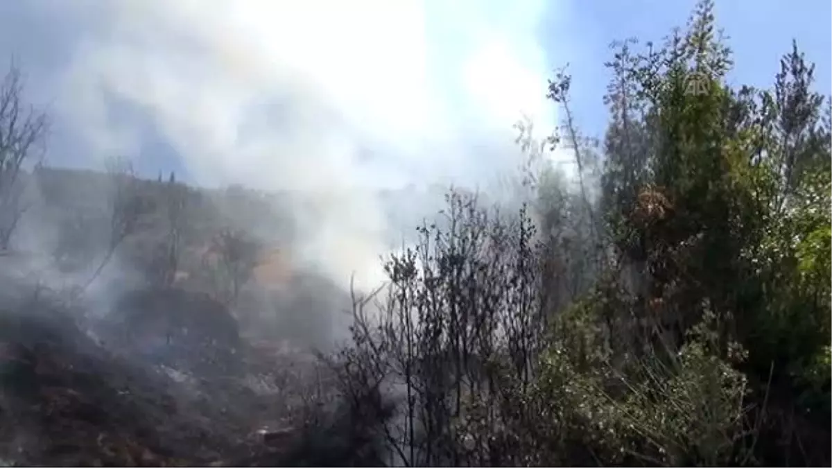 Arılarını Kurtarmak İsterken Elleri Yandı