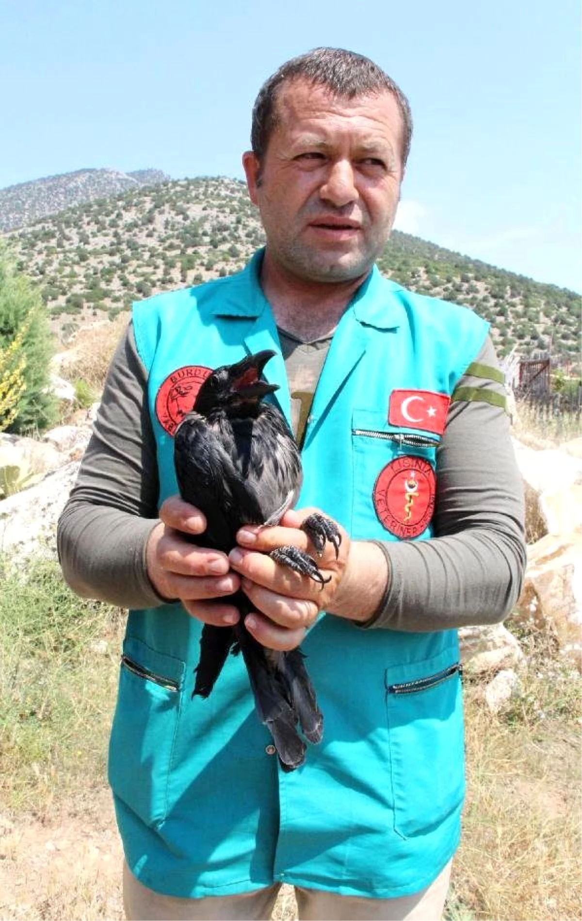 Evcilleştirilmek İstenen Karga Doğal Hayata Salınacak