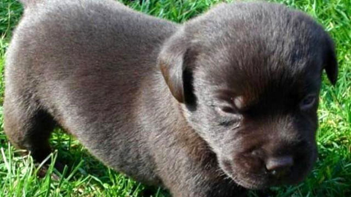 İki Yıl Boyunca, Köpek Sandığı Ayı Yavrularını Beslemiş