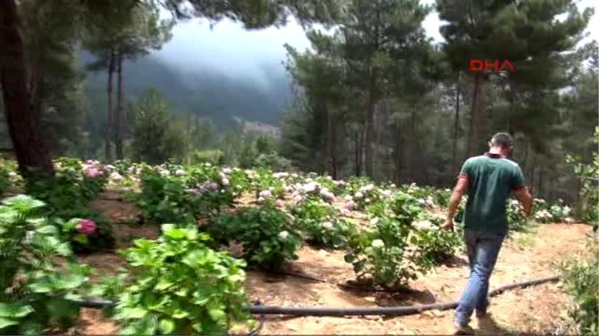 İskenderun Türkiye\'nin İlk Ortanca Bahçesi Hatay\'da