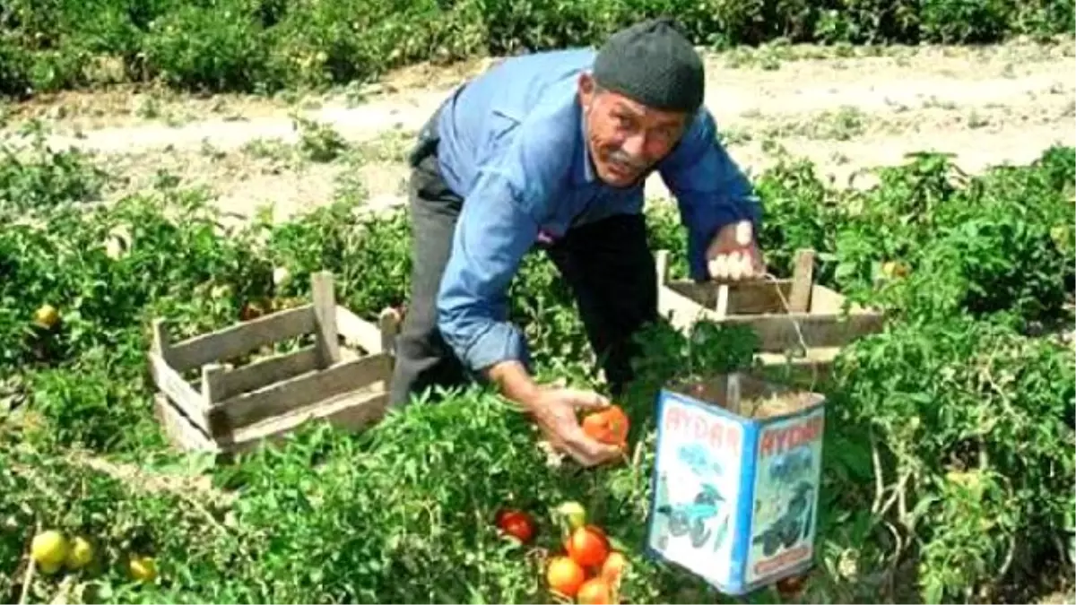 Otomobilin Çarptığı Traktör Sürücüsü Düşdü, Tekerin Altında Ezildi