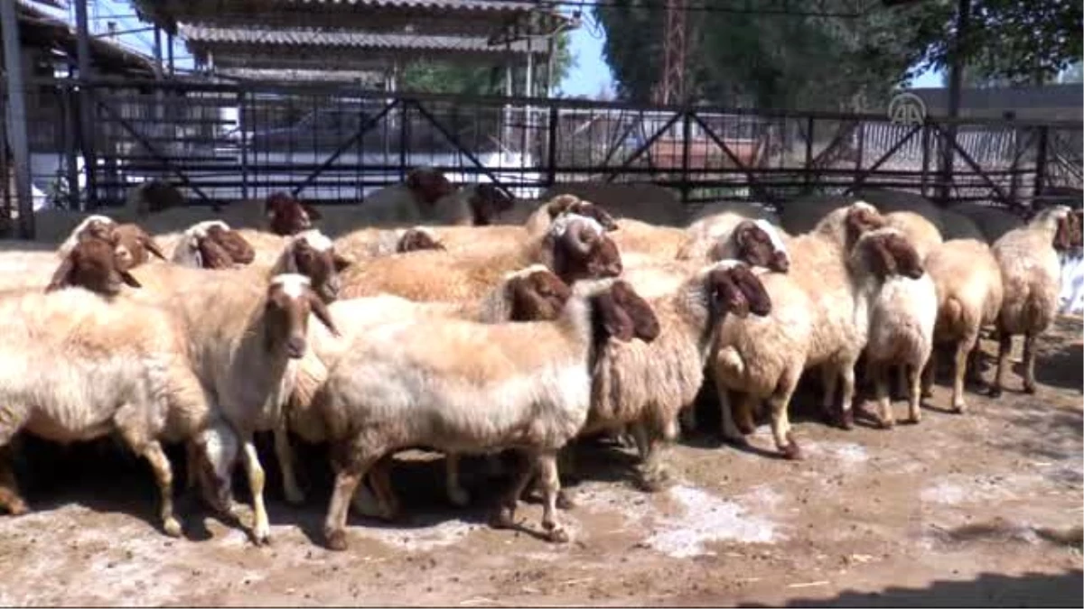 Yerli İvesi Koyunlar Doğu Akdeniz\'de Yaygınlaşacak