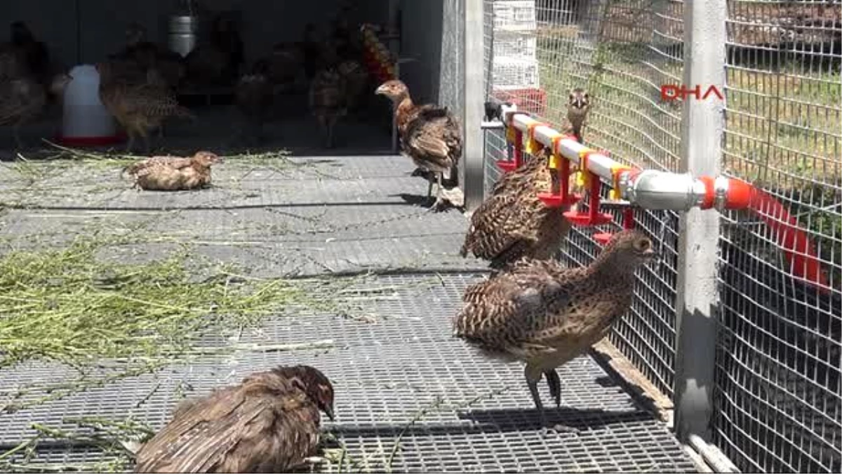 Bursa Sülün ve Kekliklere Hayatta Kalmayı Tavuklar Öğretiyor