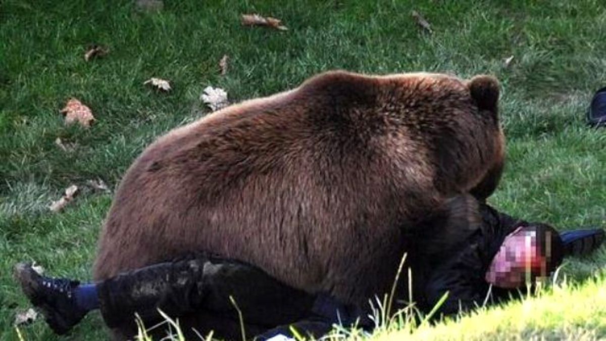 Hayvanat Bahçesinde Ayı Görevliyi Parçaladı