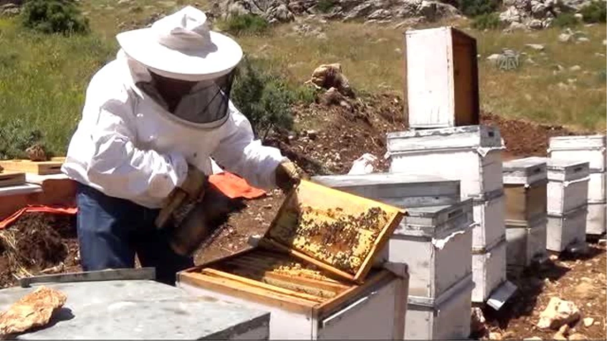 Hobi Amaçlı Başladığı Arıcılıkta Dünya İkincisi Oldu