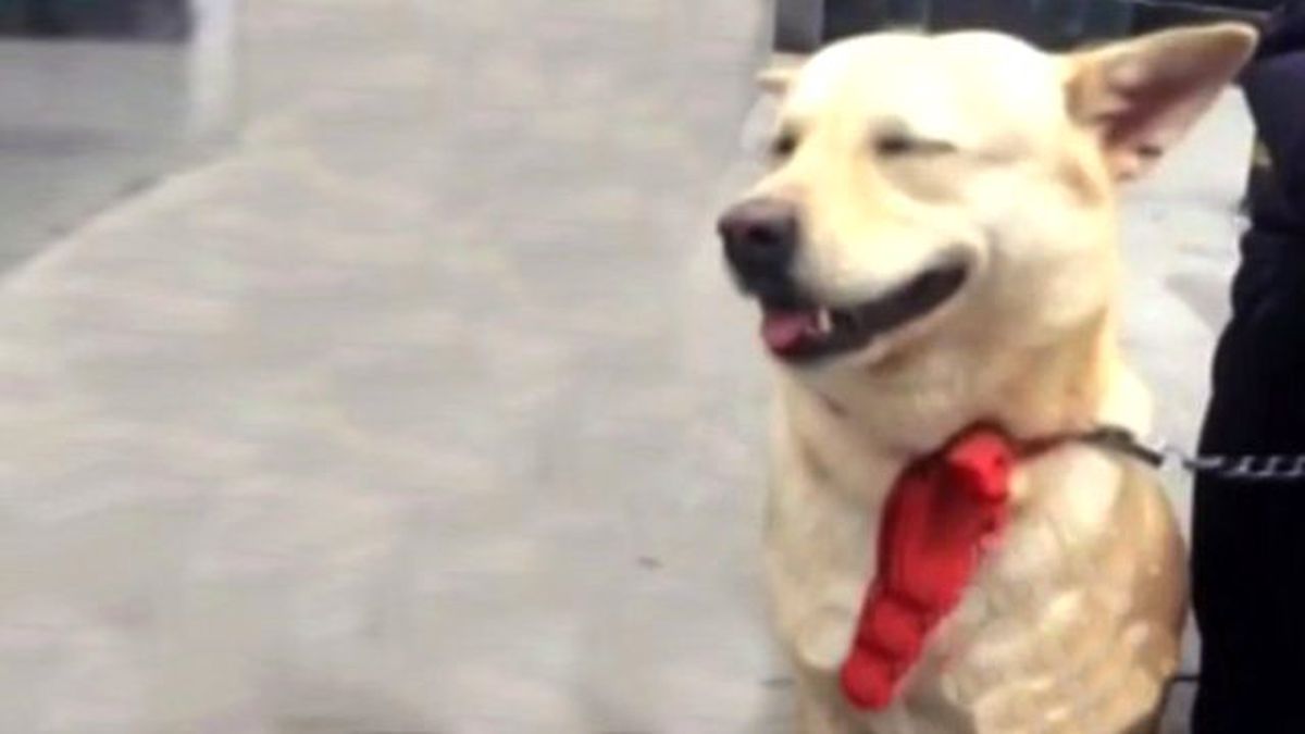 Matematik Hesabı Yapan Köpek Herkesi Etrafına Topladı