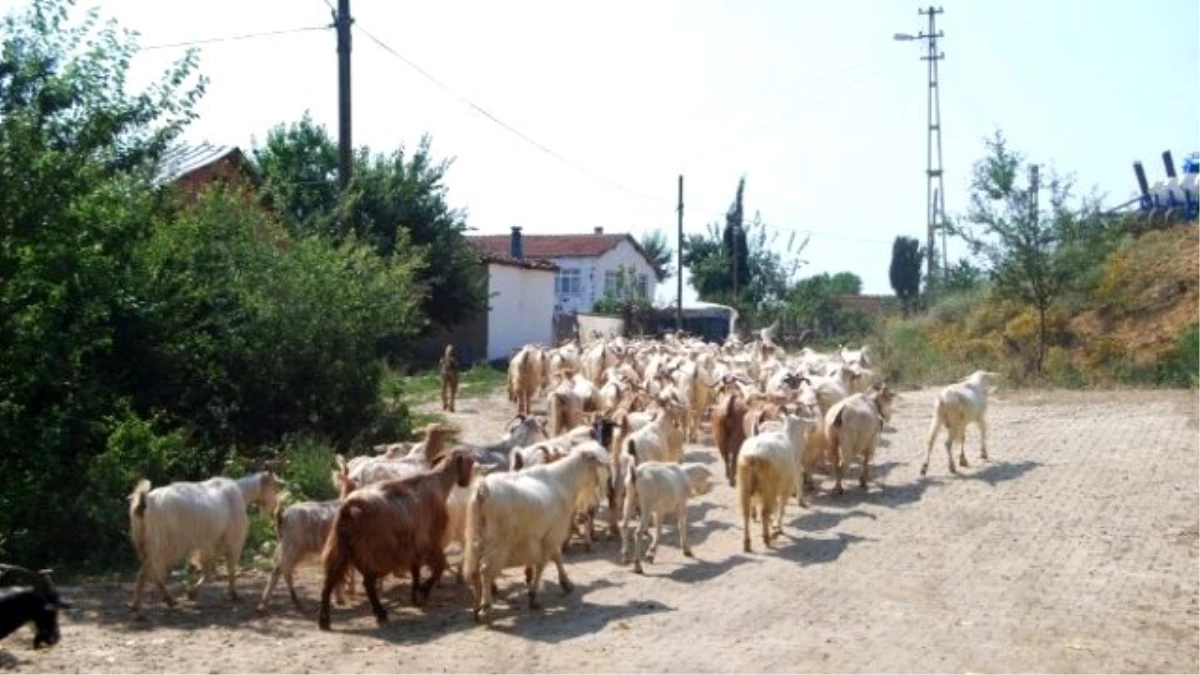 Ölüm Merada Yakaladı