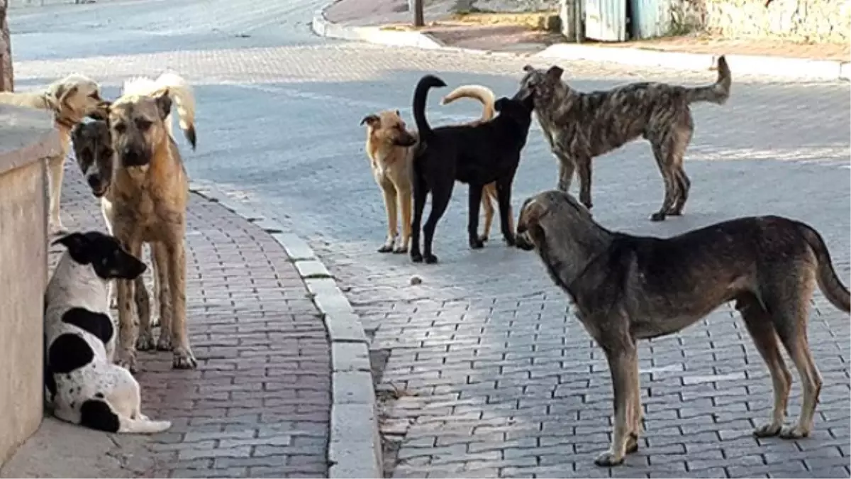 Samsun\'da Sokak Köpeklerinin Saldırısına Uğrayan Bekçi Hastanelik Oldu