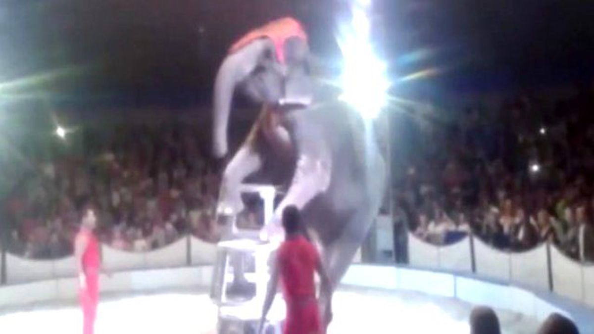 Sert Zemine Düşen Fil Panik Yarattı