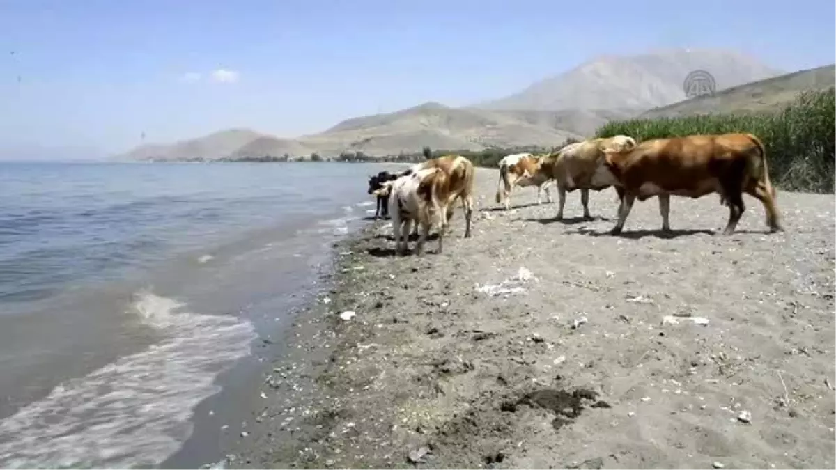 Sıcaktan Bunalan Hayvanları, Van Gölü\'nde Serinletiyorlar