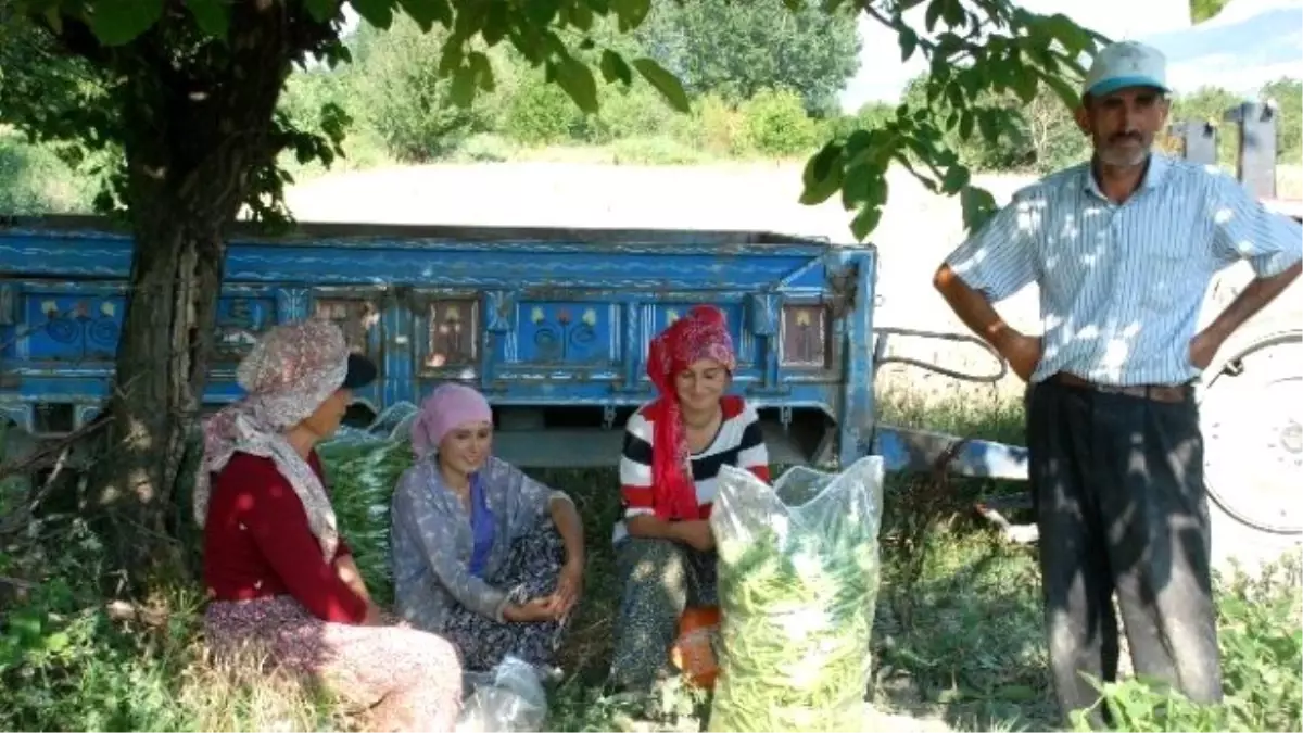 Tarlada Sıcak Havada Çalışanların Oruçla İmtihanı