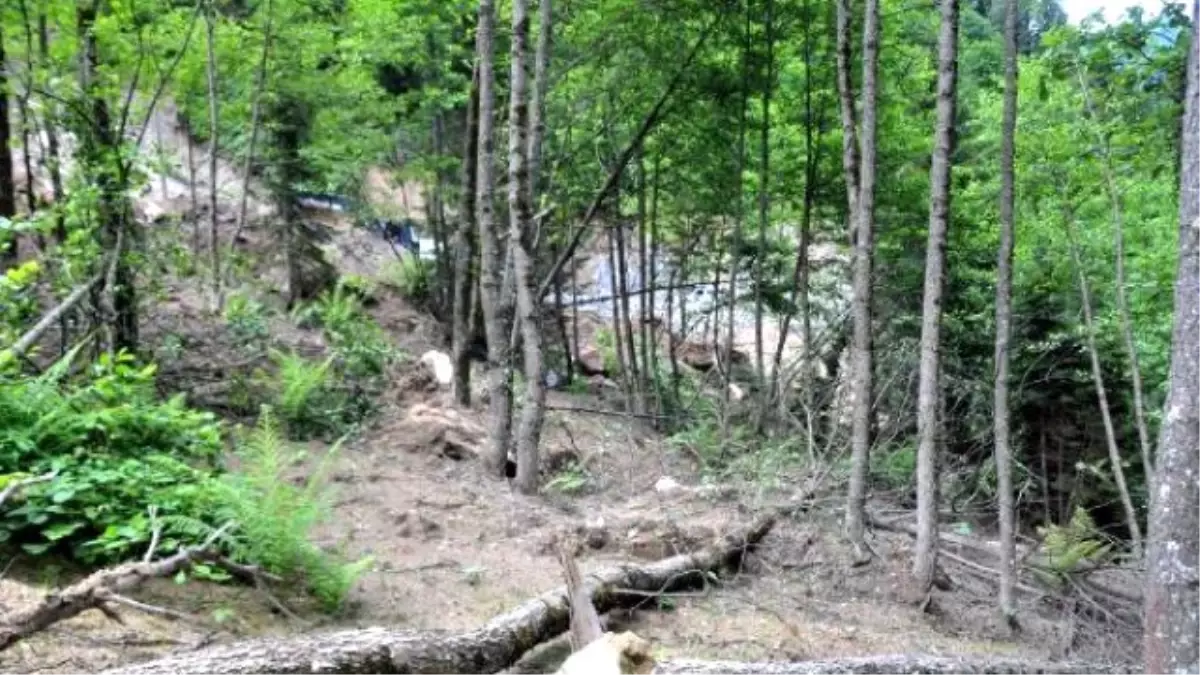 Yeşil Yol\'un Yapımı İçin Yüzlerce Ağaç Kesildi