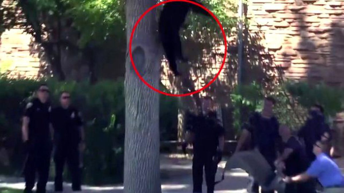 Ağaca Çıkan Ayı Yere Düşünce Panik Yarattı