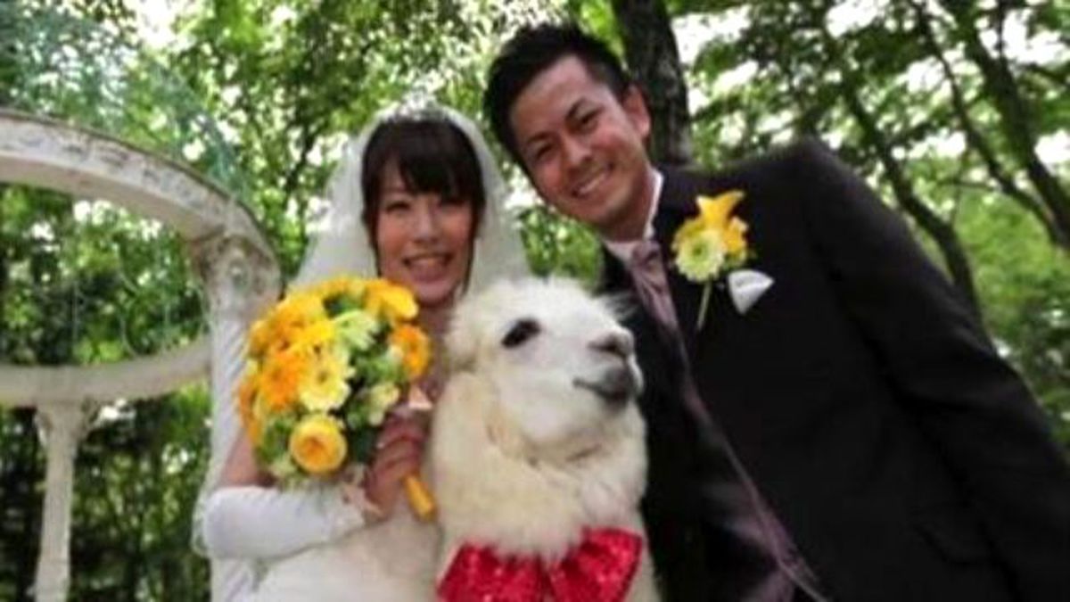 Alpacas Are Rentable Wedding Guests İn Japan