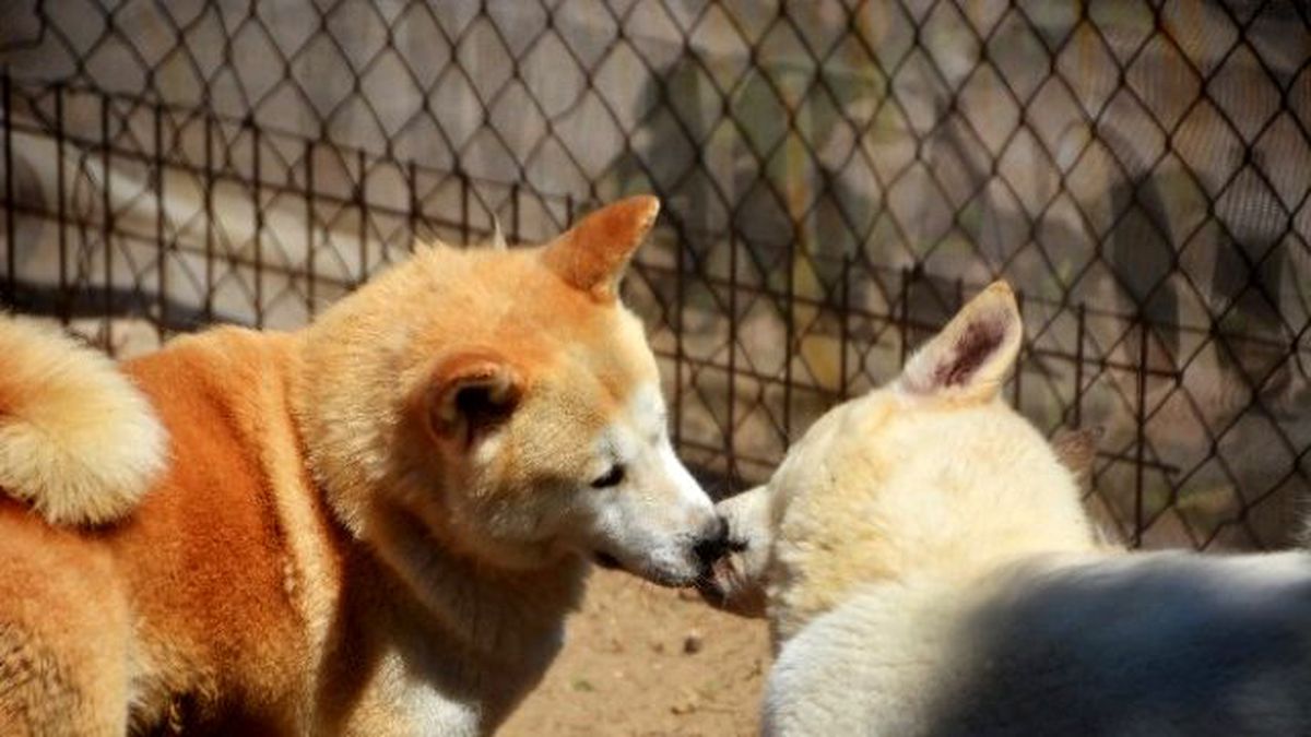 Askeri Kamp Gibi Köpek Akademisi