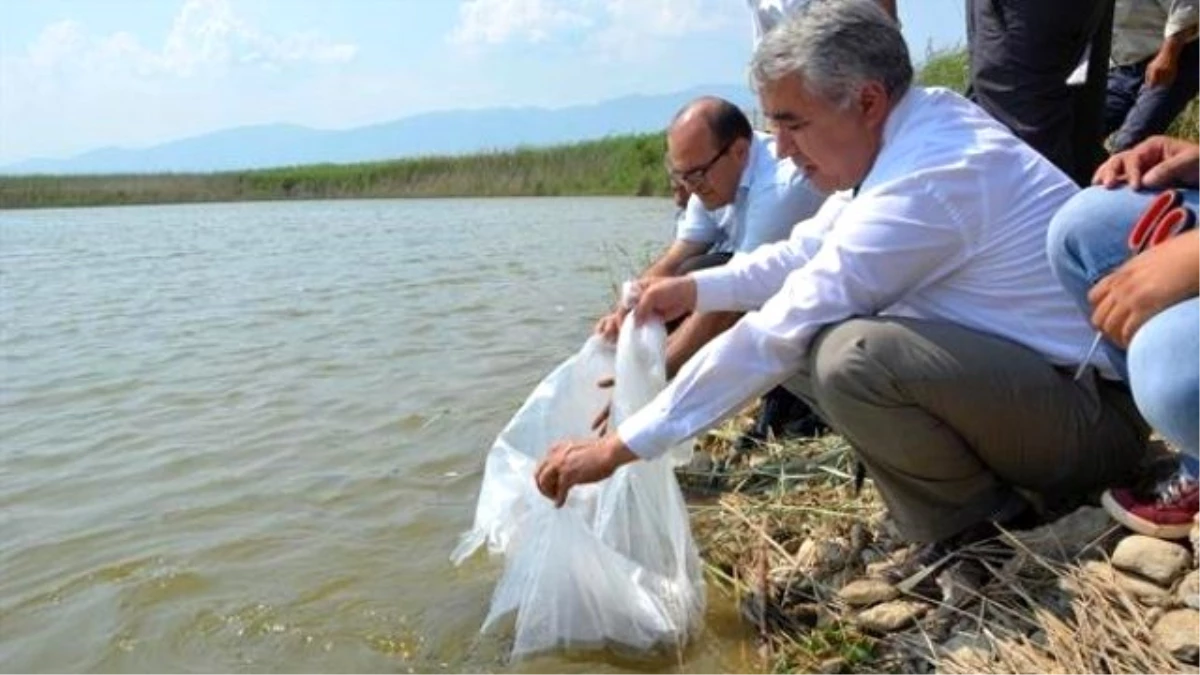 Aydın\'da 15 Adet Tatlı Suya 172 Bin 500 Adet Yavru Sazan Bırakıldı