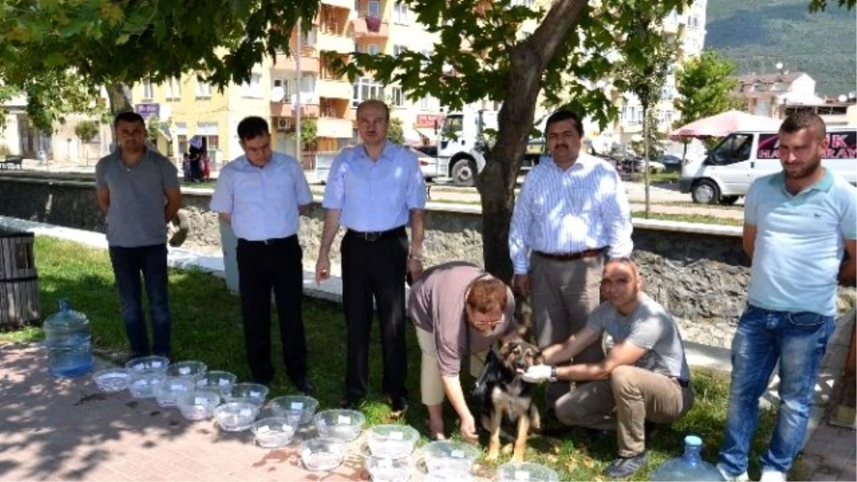 Gemlik Belediyesi Sokaktaki Hayvanları Susuz Bırakmayacak