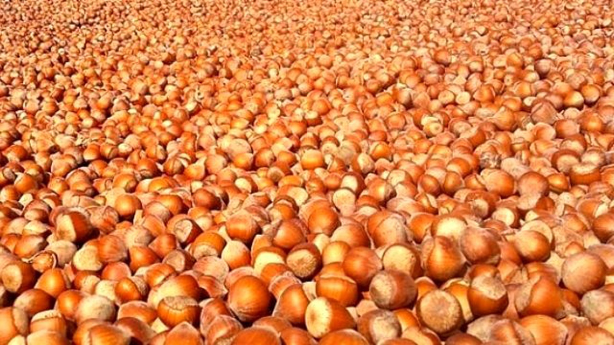 Giresun\'da Fındık İşçilerine Günlük Verilecek Ücret Belirlendi