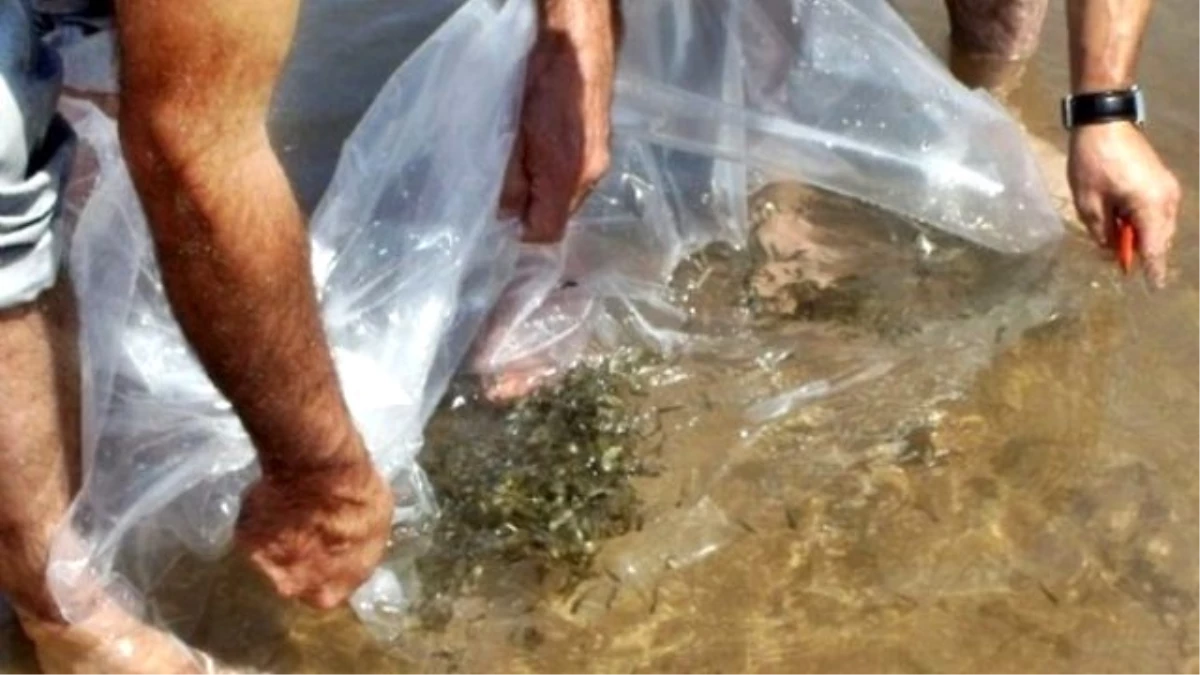 Sakarya\'da Göletlere 53 Bin Sazan Balığı Yavrusu Bırakıldı