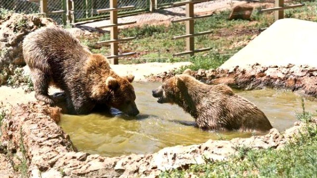 Sıcaktan Bunalan Hayvanlara Buzlu Meyve Servisi