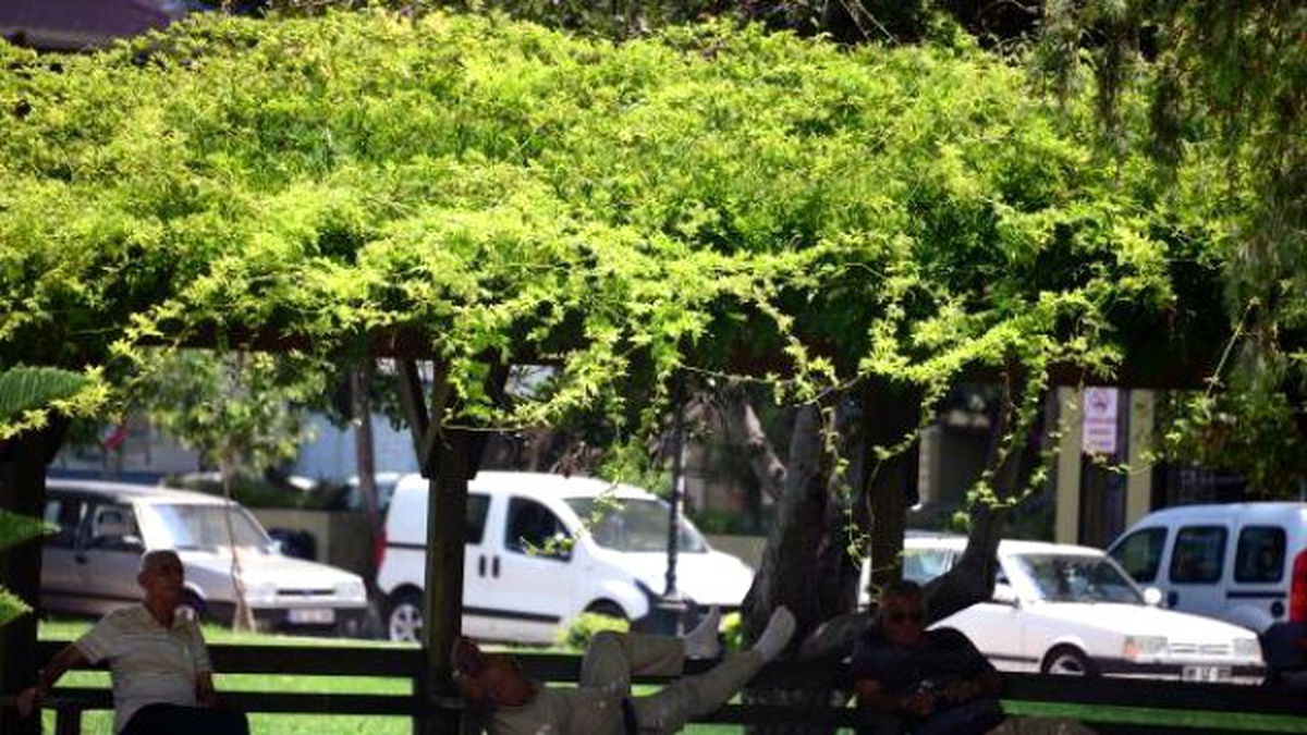Adana\'da Hava Sıcaklığı 43 Dereceye Ulaştı