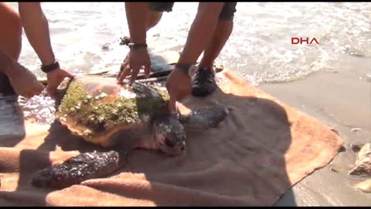Bodrum Akut\' Tan Caretta Caretta Kurtarma Operasyonu