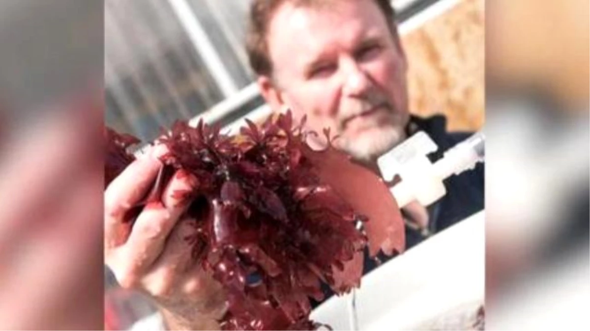 New Seaweed Tastes Just Like Bacon And İs Healthier Than Kale