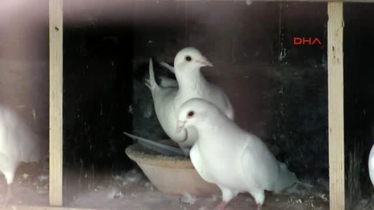 Yüksel Deşat Nürnberg'de 39 Yıldır Güvercin Besliyor....