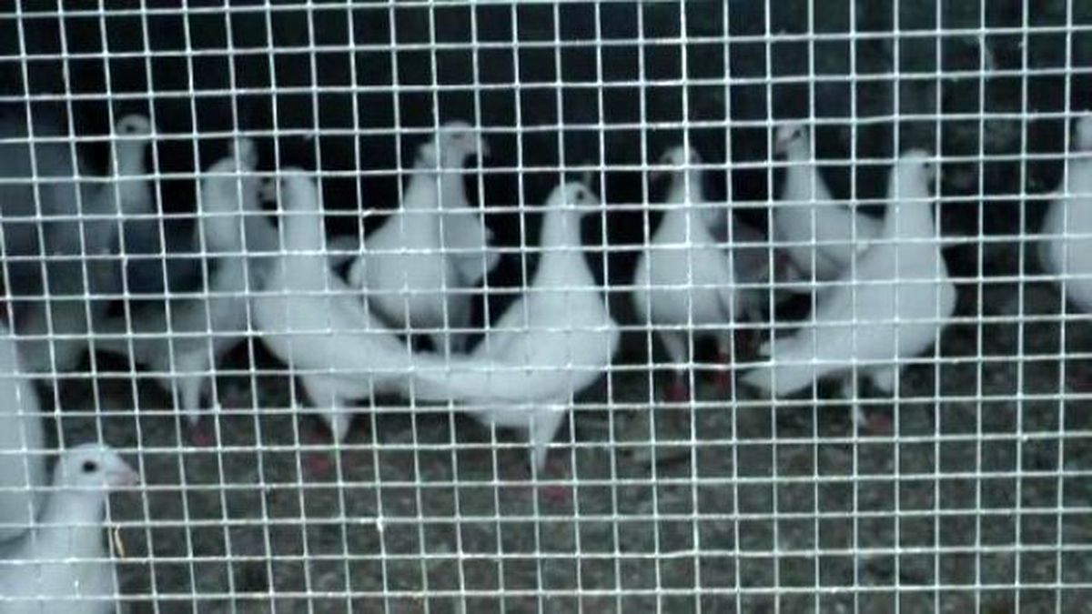 Yüksel Deşat Nürnberg'de 39 Yıldır Güvercin Besliyor....