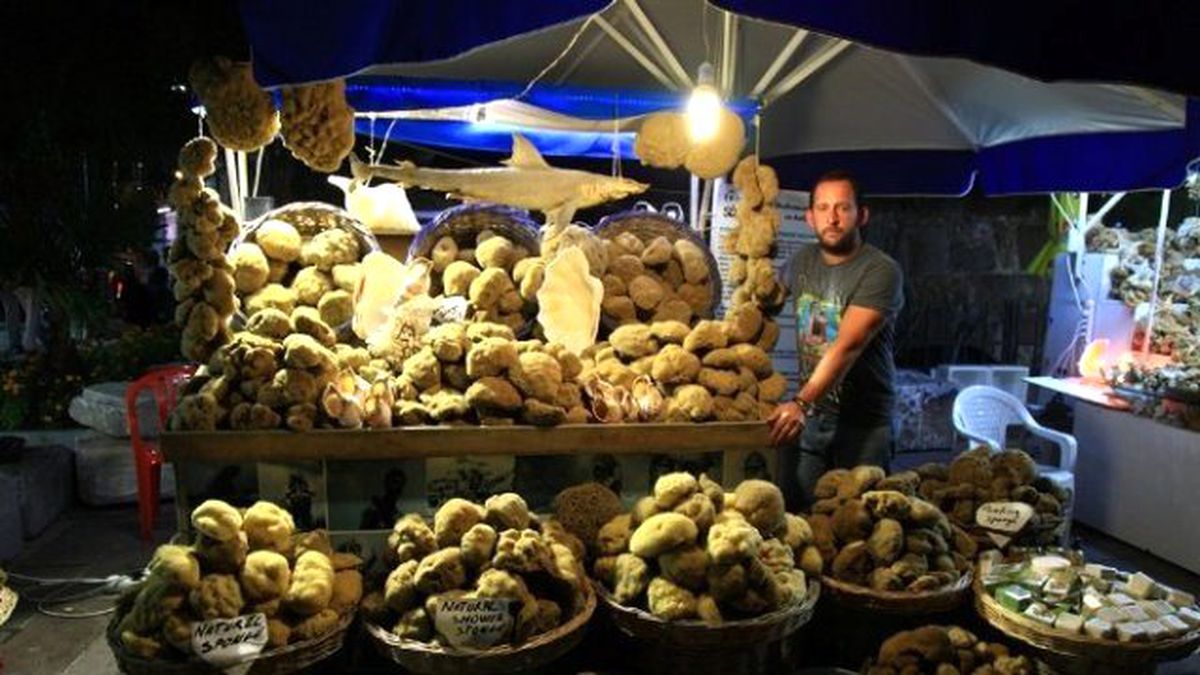 Bodrum Süngerine Yoğun İlgi