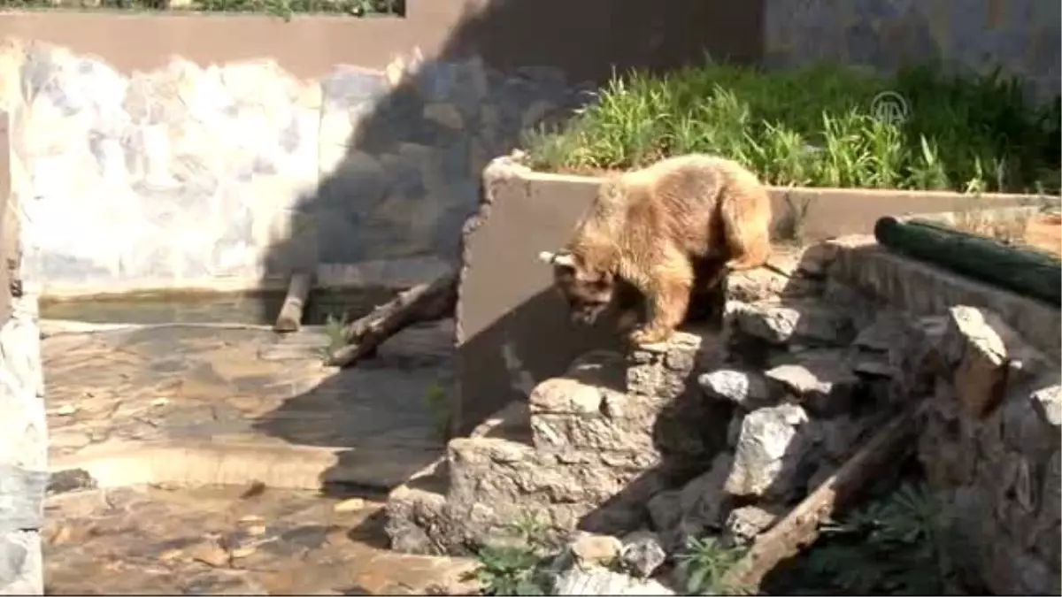 Hayvanat Bahçesi Sakinlerine "Bayram Hediyesi"