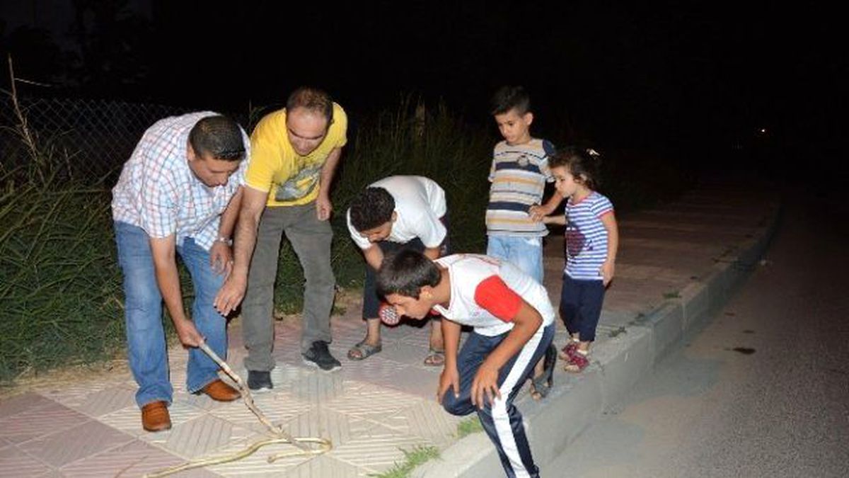 Manisa Merkezde Yılan Paniği