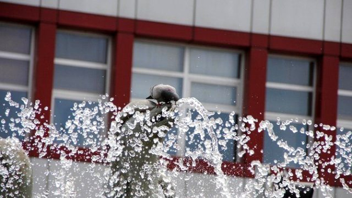 Sıcak Hava Hayvanları Olumsuz Etkiliyor