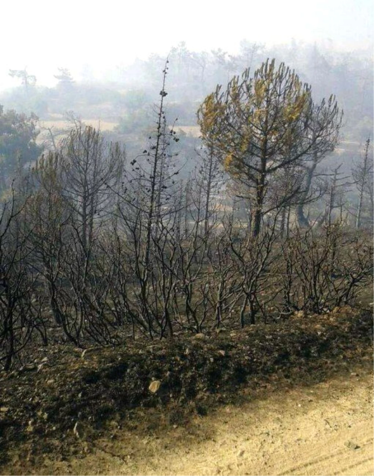 Kırkağaç\'taki Orman Yangını Kontrol Altına Alındı